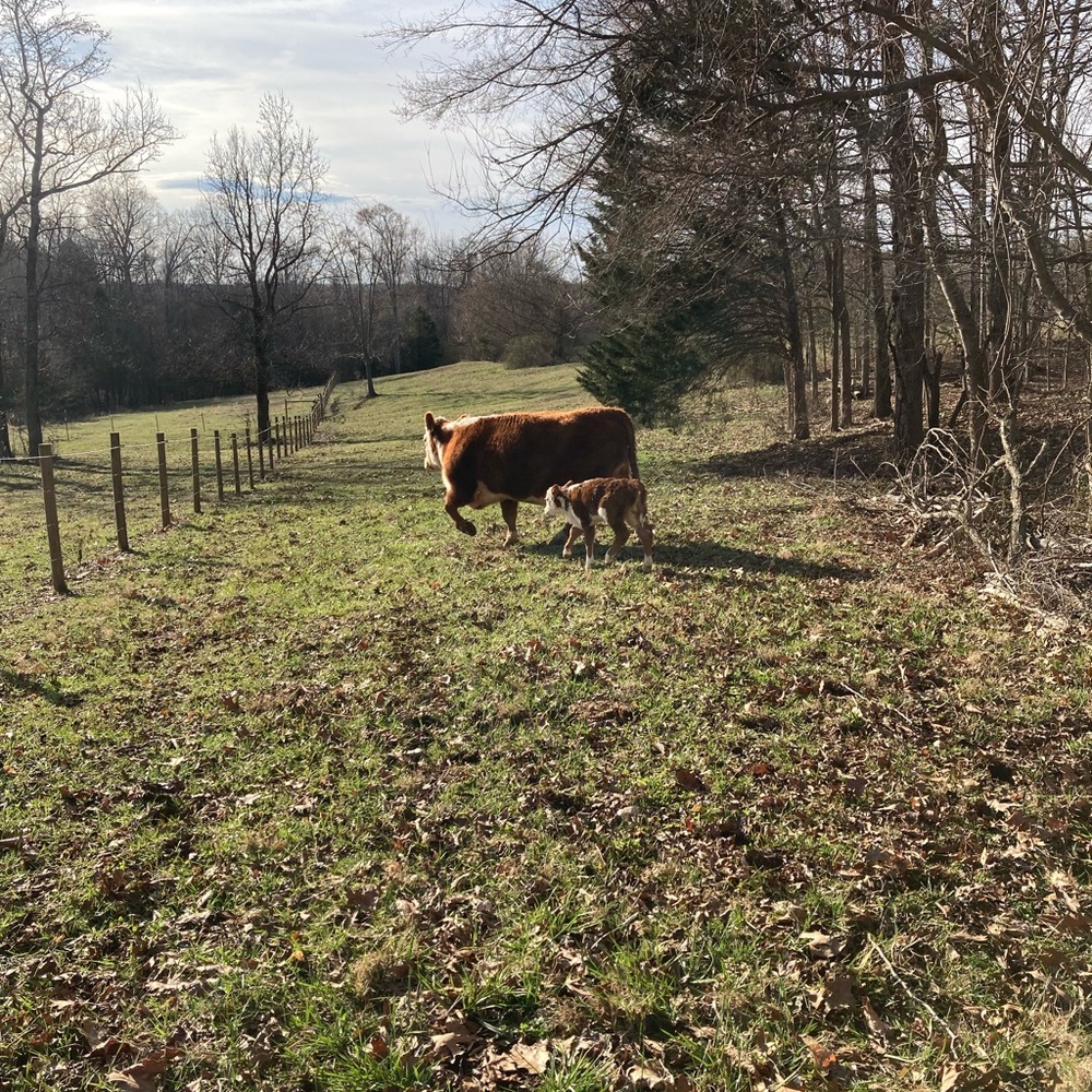 The cows - Picture 6 of 10